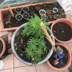 Σύλληψη για καλλιέργεια και κατοχή ναρκωτικών στην Κατοχή