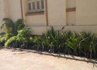 1.800 φυτά από το Δασαρχείο για τις δράσεις του “Let’s do it” στο Αγρίνιο