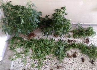 Συνελήφθη καλλιεργητής ναρκωτικών στο Μεσολόγγι