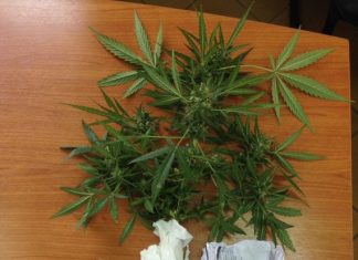 Συνελήφθη 47χρονη με δενδρύλλια χασίς στο σπίτι της