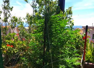 Συνελήφθη 56χρονος στο Μεσολόγγι με δενδρύλλιο χασίς στο σπίτι του