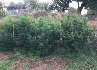 Συνελήφθη 58χρονος καλλιεργητής ναρκωτικών στο Μεσολόγγι