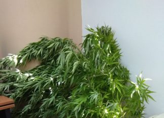 Συνελήφθη 55χρονος σε χωριό της Αμφιλοχίας με δενδρύλλια κάνναβης στην αυλή του σπιτιού του