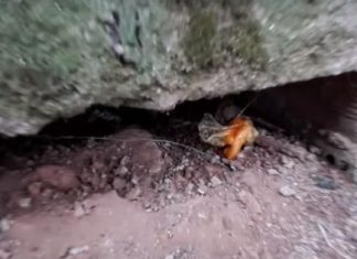 Βίντεο από τις «καβάντζες» της εγκληματικής οργάνωσης που διακινούσε ναρκωτικά στο Αγρίνιο