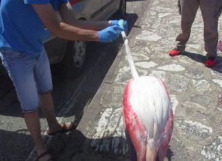Απελευθέρωση φοινικόπτερου στη Πλώσταινα