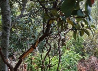 63χρονος καλλιεργούσε χασίς σε δασική περιοχή στο Πατιόπουλο