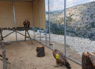 Εγκατάσταση κλωβού επανένταξης Όρνιων για πρώτη φορά φορά στην Ελλάδα