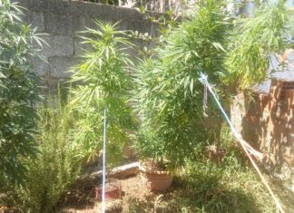 58χρονος στο Μεσολόγγι καλλιεργούσε χασίς στην αυλή του