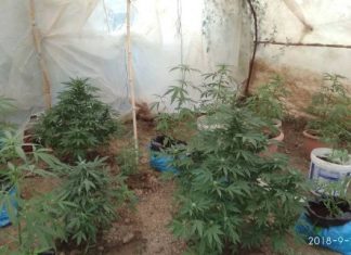 Συνελήφθησαν πατέρας και γιος με χασισοφυτεία σε χωριό του Αγρινίου