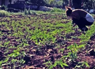 Η πρώτη καλλιέργεια βιομηχανικής κάνναβης στην Αιτωλοακαρνανία αποδίδει καρπούς