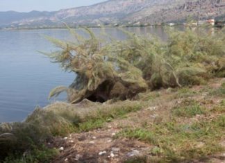 Ο Φορέας Διαχείρισης εξηγεί το φαινόμενο με τις αράχνες και τις σκνίπες στο Αιτωλικό