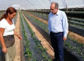 -Εδώ καλλιεργούμε μαλακοπίτουρα -Εμείς στην Περιφέρεια καλλιεργούμε σανό