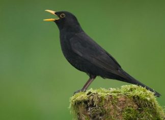 Λάλησε ο κότσιφας… τι χρησμούς έδωσε;