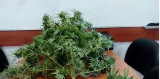 Συνελήφθη χασισoκαλλιεργητής στην Πετρώνα Βάλτου