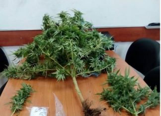 Συνελήφθη χασισoκαλλιεργητής στην Πετρώνα Βάλτου