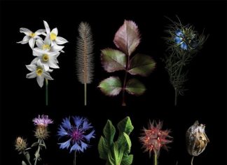 “Πορτρέτα φυτών”: Φωτογραφική έκθεση του Σπ. Γιολδάση στην Παλαιά Δημοτική Αγορά