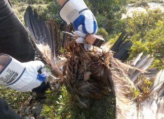 Εντοπισμός πομπού από νεκρό όρνιο (Gyps fulvus) στα Ακαρνανικά Όρη