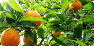 1η «Εσπερίδα» Δήμου Ιεράς Πόλης Μεσολογγίου στην ενότητα Οινιαδών