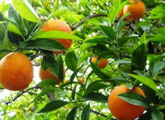 1η «Εσπερίδα» 2019 στην ενότητα Οινιαδών