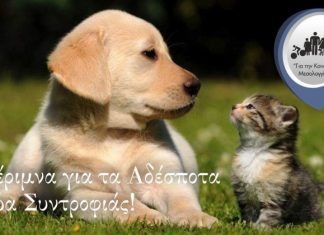 «Για την Κοινότητα Μεσολογγίου»: Μέριμνα για τα Αδέσποτα Ζώα Συντροφιάς