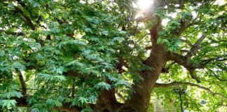 Δυτική Ελλάδα : Τηλεδιάσκεψη για τη σωτηρία των πλατάνων από το μεταχρωματικό έλκος