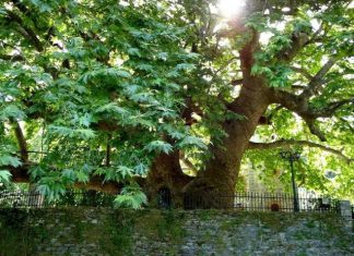 Δυτική Ελλάδα : Τηλεδιάσκεψη για τη σωτηρία των πλατάνων από το μεταχρωματικό έλκος