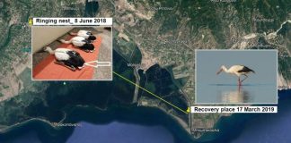 Πρώτη επανεύρεση πελαργού στο Εθνικό Πάρκο Λιμνοθαλασσών Μεσολογγίου – Αιτωλικού