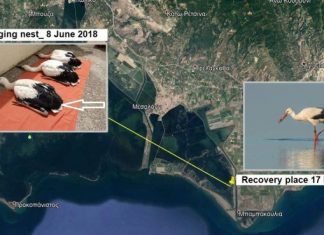 Πρώτη επανεύρεση πελαργού στο Εθνικό Πάρκο Λιμνοθαλασσών Μεσολογγίου – Αιτωλικού