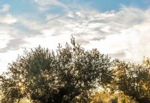 Ξεκινούν δολωματικοί ψεκασμοί για το δάκο στην Αιτωλοακαρνανία