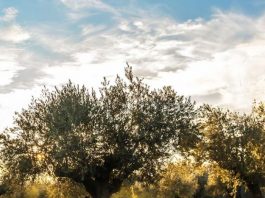 Ξεκινούν δολωματικοί ψεκασμοί για το δάκο στην Αιτωλοακαρνανία