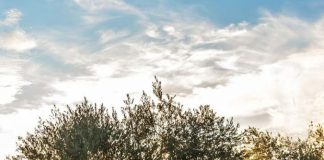 Την Κυριακή «Η Γιορτή της Ελιάς» στη Σπολάιτα