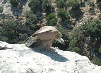 Ο επαναπατρισμός του γύπα «Αλέξη»