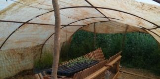 Συνελήφθησαν καλλιεργητές ναρκωτικών στην Κονοπίνα