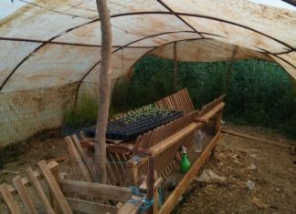 Συνελήφθησαν καλλιεργητές ναρκωτικών στην Κονοπίνα