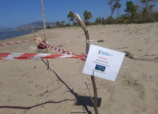 H πρώτη για φέτος φωλιά της Caretta – Caretta βρέθηκε στην παραλία του Λούρου!