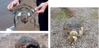 Προβληματισμός για τις νεκρές & τραυματισμένες χελώνες στη Λιμνοθάλασσα Μεσολογγίου