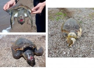 Προβληματισμός για τις νεκρές & τραυματισμένες χελώνες στη Λιμνοθάλασσα Μεσολογγίου