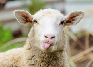 Οι “δημοκρατικές” και “προοδευτικές” δυνάμεις απορούν γιατί όλο και λιγότεροι συμπεριφέρονται ως πρόβατα