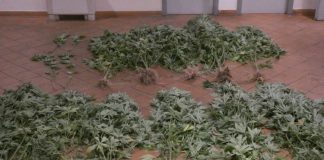 51χρονος καλλιεργούσε χασίς κοντά στο ρέμα της Ερμίτσας