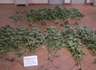 51χρονος καλλιεργούσε χασίς κοντά στο ρέμα της Ερμίτσας