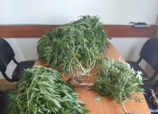 Δύο συλλήψεις στο Αγρίνιο για καλλιέργεια χασίς