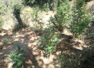 Συνελήφθη χασισοκαλλιεργητής στο Στράνωμα Ναυπακτίας