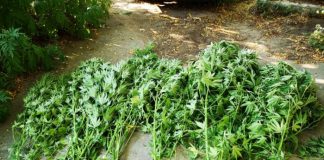 60χρονος με μίνι χασισοφυτεία κοντά στο σπίτι του στο Μεσολόγγι