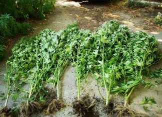 60χρονος με μίνι χασισοφυτεία κοντά στο σπίτι του στο Μεσολόγγι