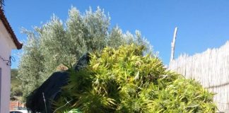 Συνελήφθη 62χρονος χασισοκαλλιεργητής στο Ξηρόμερο