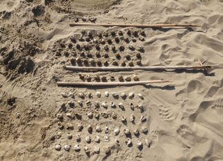 Τα πρώτα χελωνάκια caretta caretta στο Λούρο