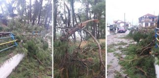 Ψήφισμα διαμαρτυρίας για το επικίνδυνο άλσος του Πενταλόφου