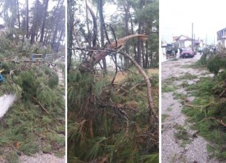 Ψήφισμα διαμαρτυρίας για το επικίνδυνο άλσος του Πενταλόφου