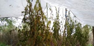 Συνελήφθη 48χρονος στο Αγρίνιο με 12,5 κιλά και 17 δενδρύλλια χασίς