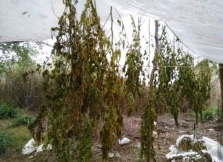 Συνελήφθη 48χρονος στο Αγρίνιο με 12,5 κιλά και 17 δενδρύλλια χασίς